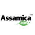 Assamica Agro - Authentic Green Tea Without Any Artificial Flavourings