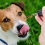 CBD Oils For Dogs