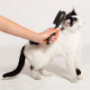 Cat Massage Comb