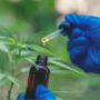 Brands CBD Oil
