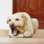 Dental Dog Treats