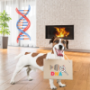 Dog DNA Test kits