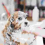 Dog Shampoo
