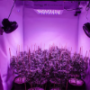 LED Grow Lights for Cannabis