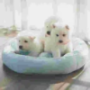 Pet Beds
