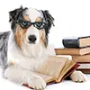 Pet Stores for College Students
