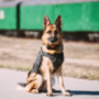 Service Dog Vest