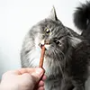 Cat Dental Treats