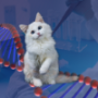Cat DNA Test Kits