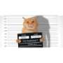 Cat Insurance Companies