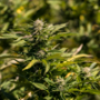 CBD Flowers