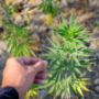 CBD Hemp Farms