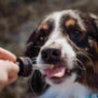 CBD Treats For Dogs
