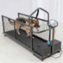 Dog Treadmill