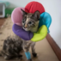Inflatable Pet Collars