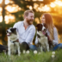 DNA Kit For Pets