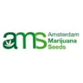 Amsterdam Marijuana Seeds - Exclusive Dutch Strains For High THC