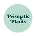 Prismatic Plants - Non Toxic Herbals Blended CBD For Health